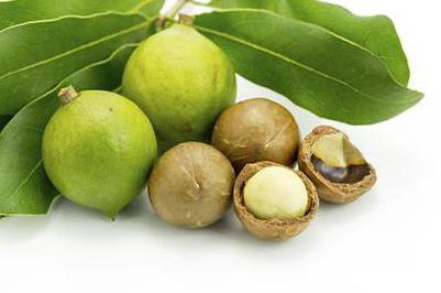 macadamia nut beneficial properties