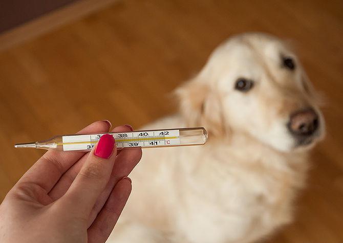 как измерить температуру у собаки