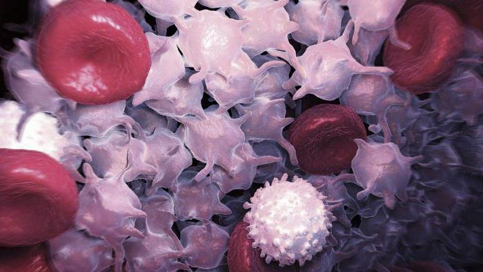 повышены лейкоциты в крови при беременности