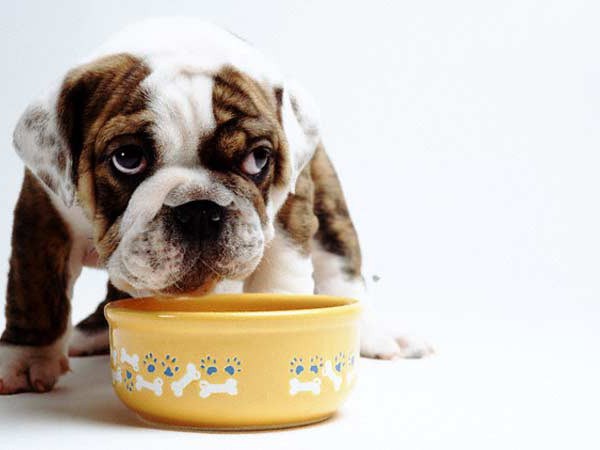 dry dog ​​food