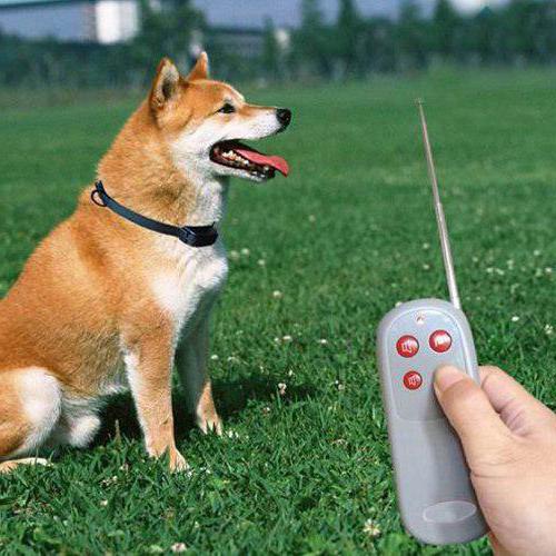 электроошейник для собак отзывы
