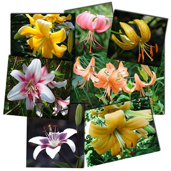 best lilies