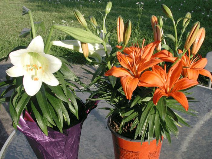 how to plant lilies