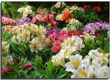 lilies varieties