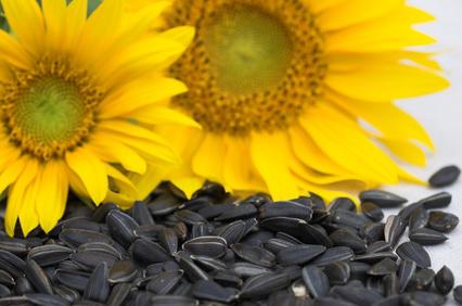 sunflower seed dressing