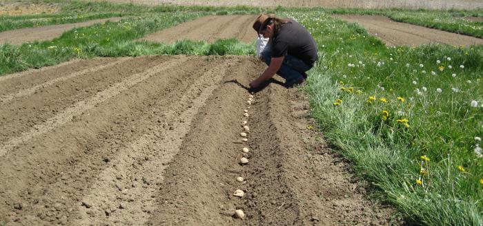 как садить картошку под соломой