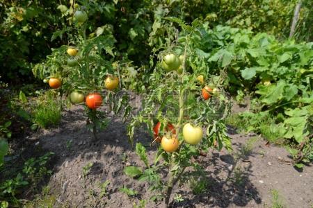 высадка помидор в открытый грунт в Подмосковье