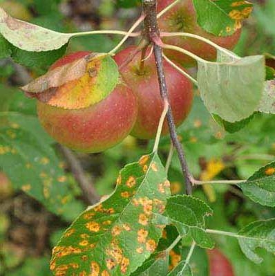 на листьях яблонь ржавчина