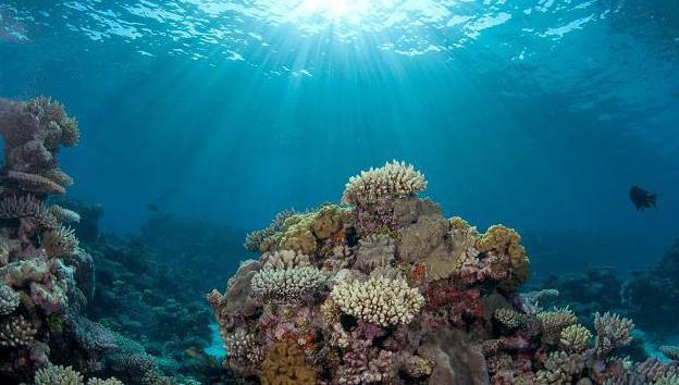 the underwater world of the oceans