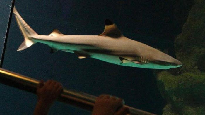 лисья акула