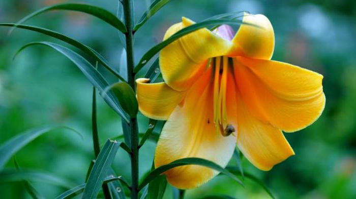 цветок желтая лилия