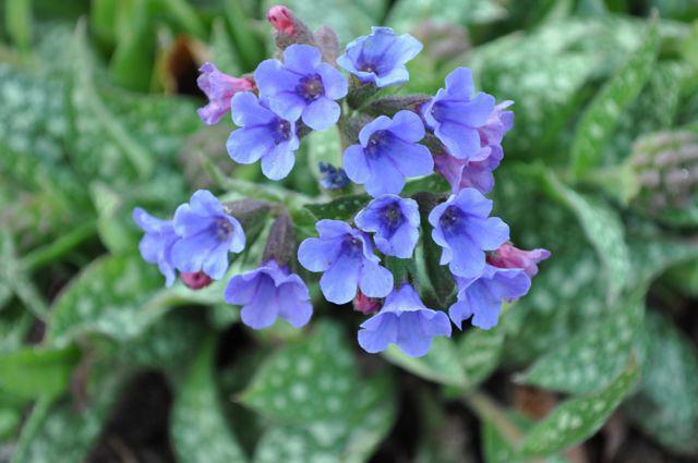 when the Lungwort blooms