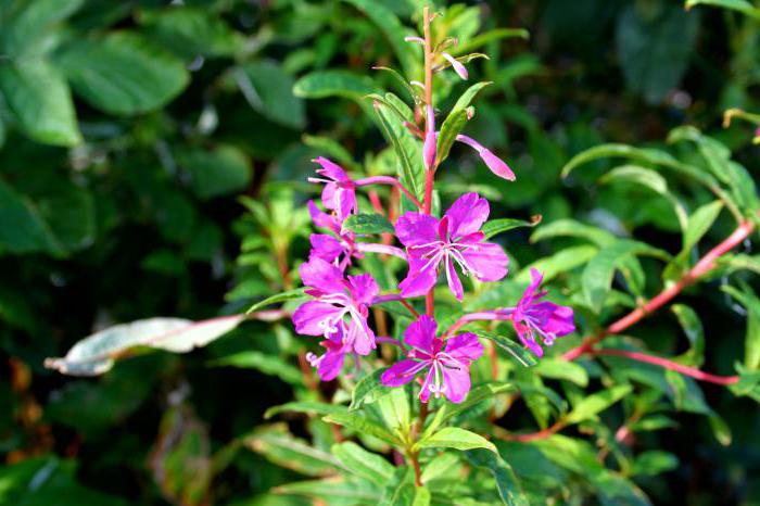 narrow-leaved fireweed plant