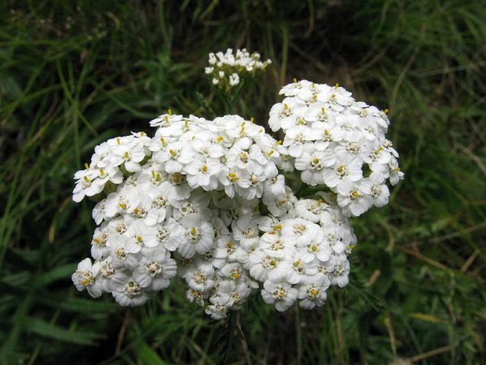 yarrow mint