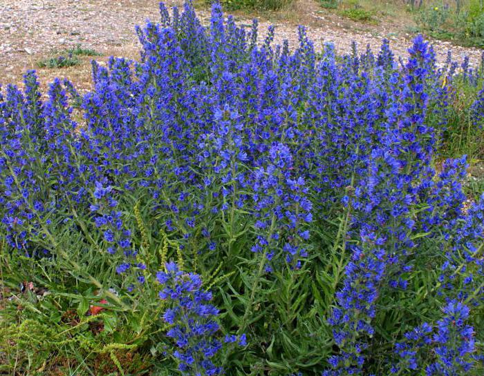 honey plants for bees