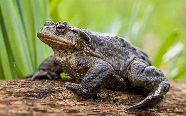 как размножаются земляные жабы