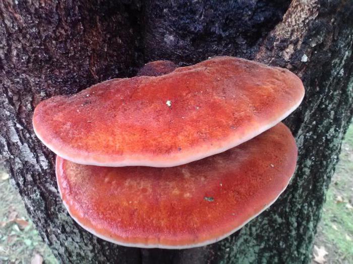 edible mushrooms growing on stumps