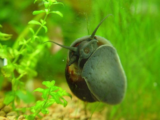 freshwater snails kill