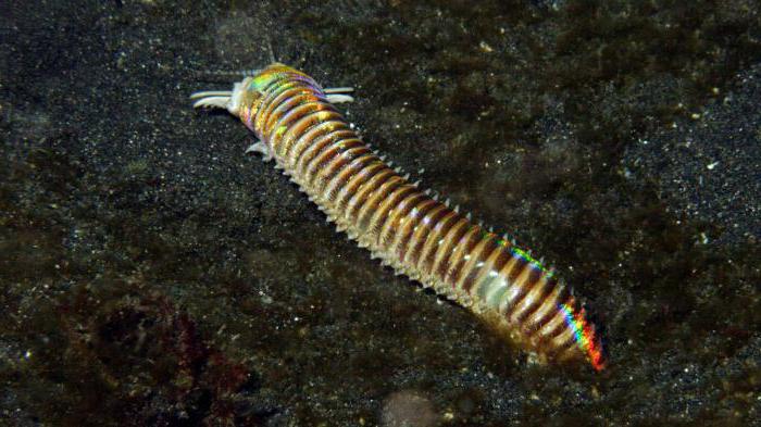 purple australian worm