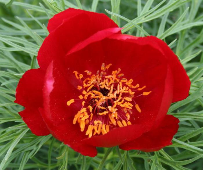 peony mountain plant from the red book