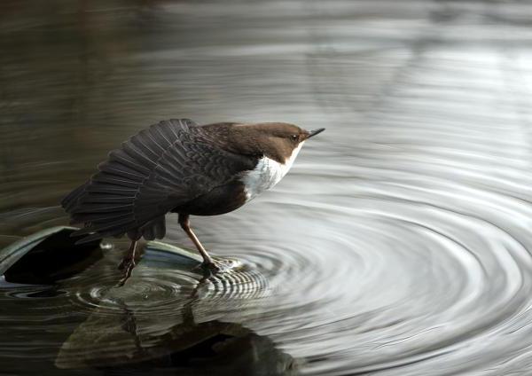 водяной воробей