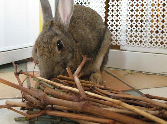 какие ветки можно давать кроликам