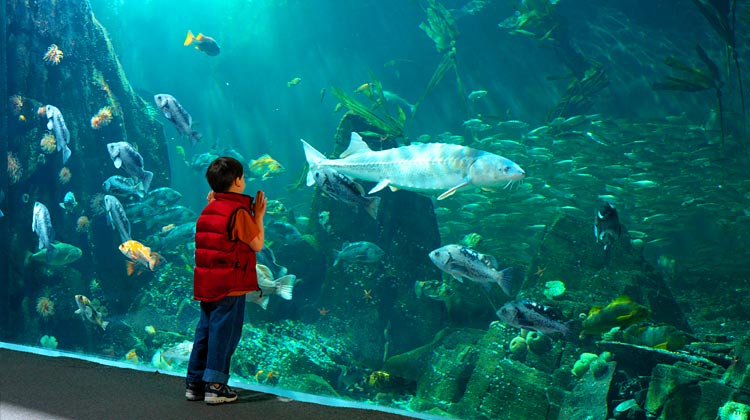 аквариум в Ванкувере