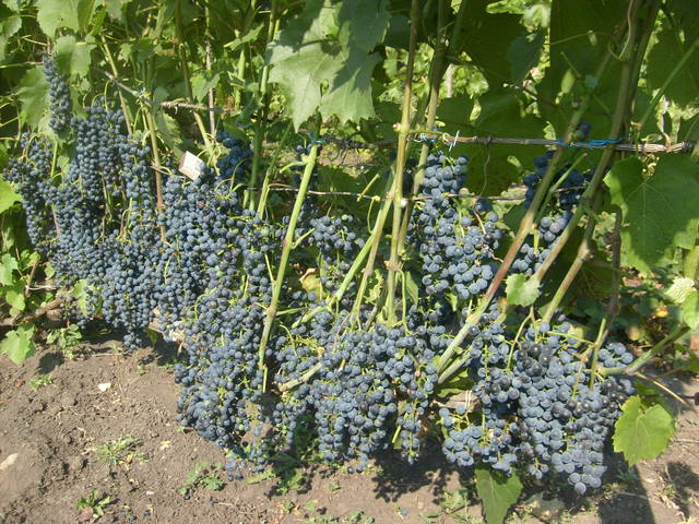 зимостойкие сорта винограда