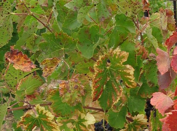 почему сохнут листья винограда