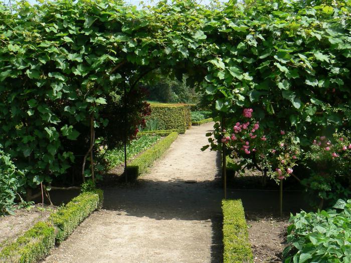 do-it-yourself arch under the grapes