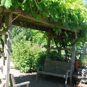 grape arch