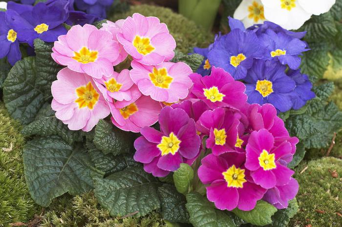 Цветы цветущие в мае многолетники фото с названиями
