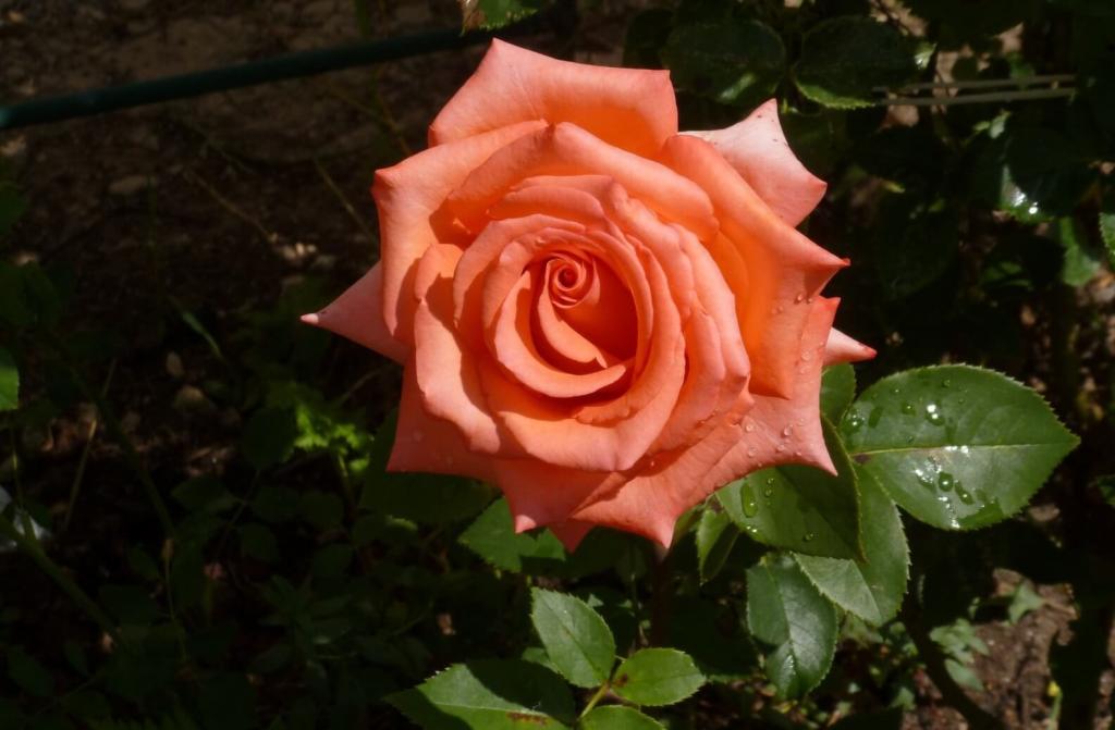 роза импульс описание