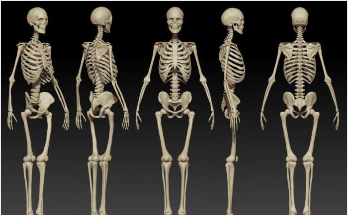 кости и суставы