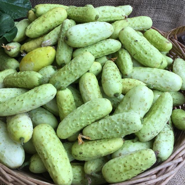 cucumbers in a bag with garlic and dill recipe