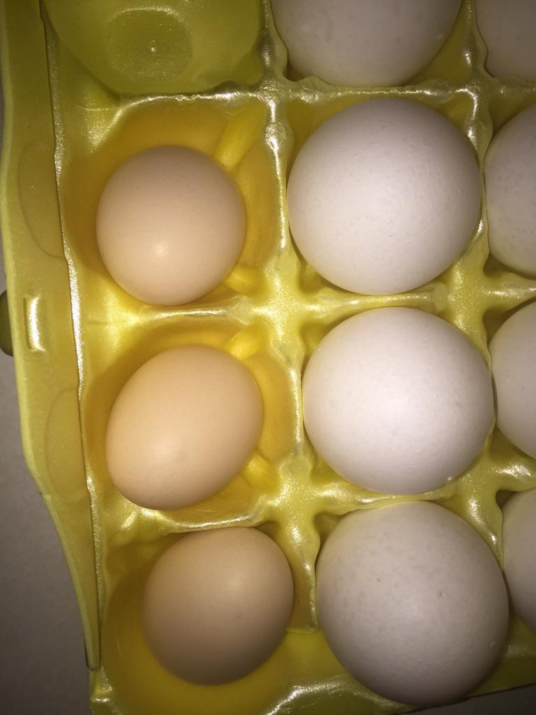 где хранить вареные яйца