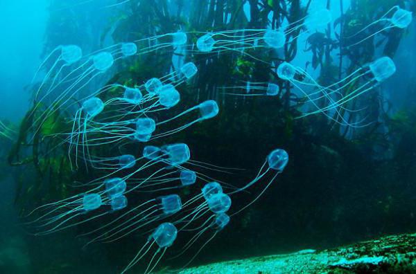 Картинки всех видов медуз