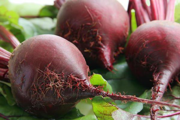 is it possible to beets during pregnancy