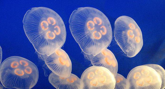 к чему снятся медузы в море