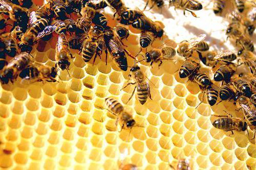 мед клеверный полезные свойства и противопоказания