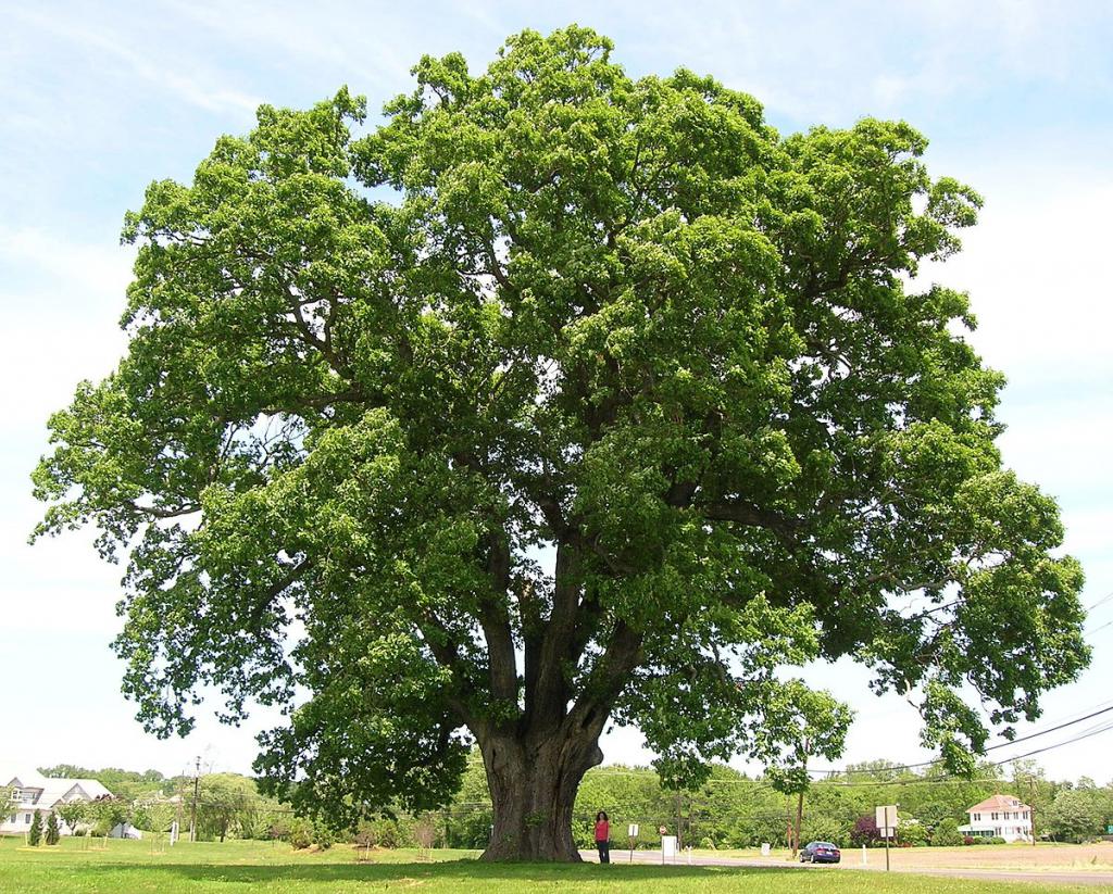 Дерево дуб