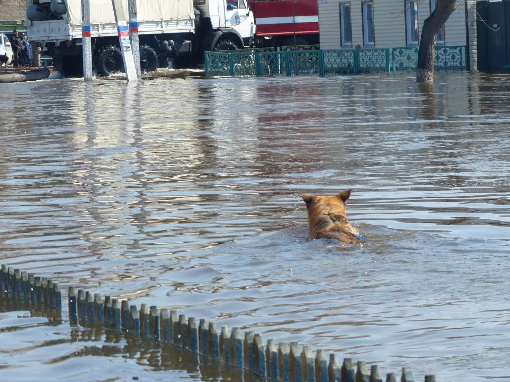 Собака плавает в воде