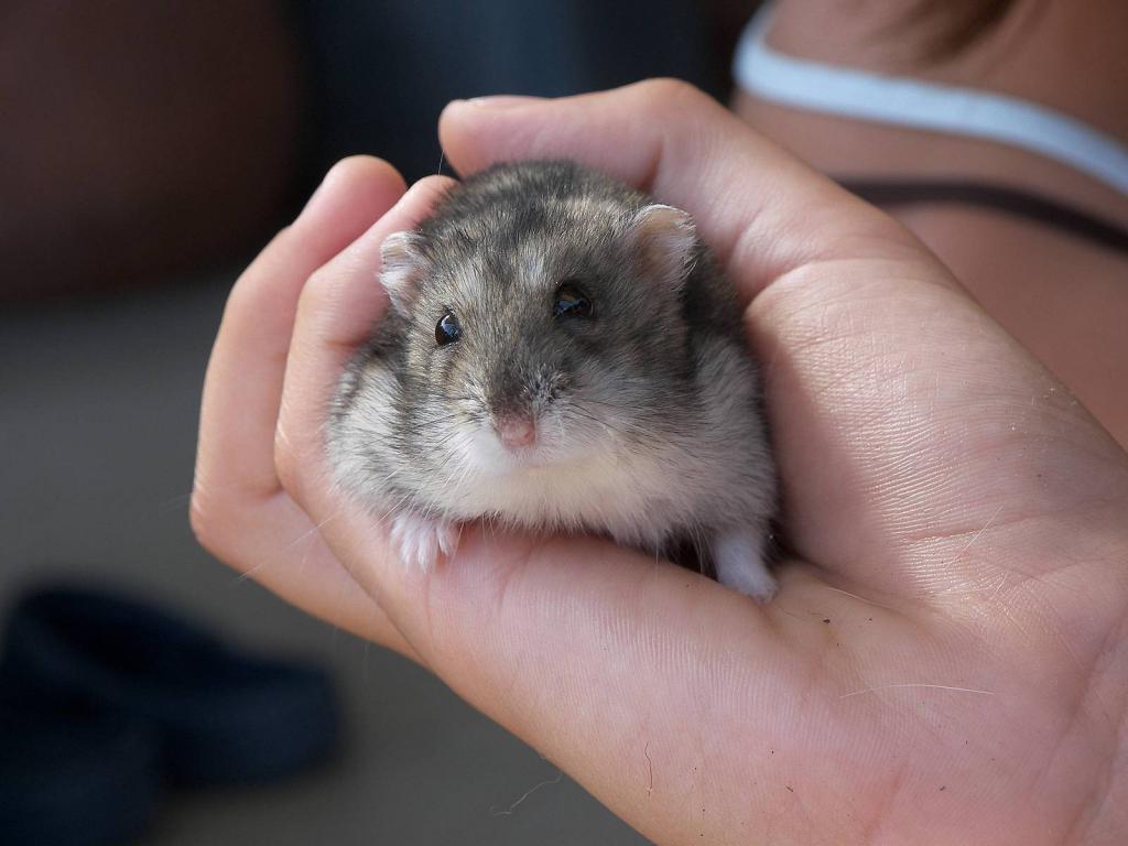 Домашняя мышь в руке
