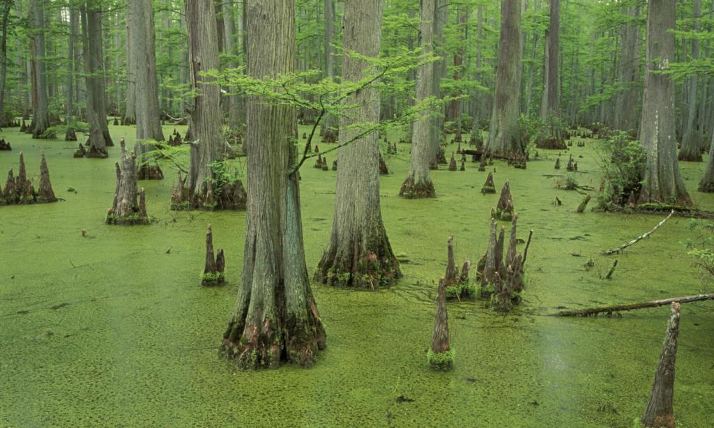 Зеленое болото
