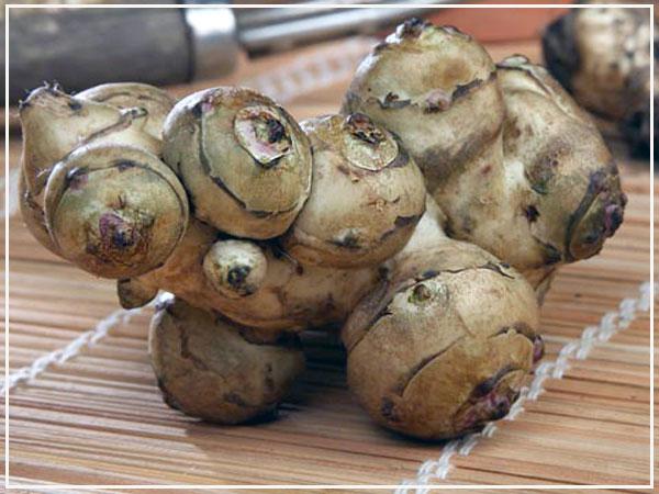 Jerusalem artichoke dishes for diabetics