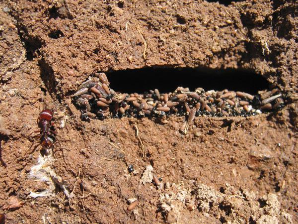 красные муравьи как избавиться