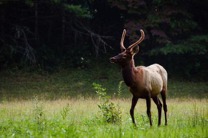 Kostomuksha reserve in Karelia