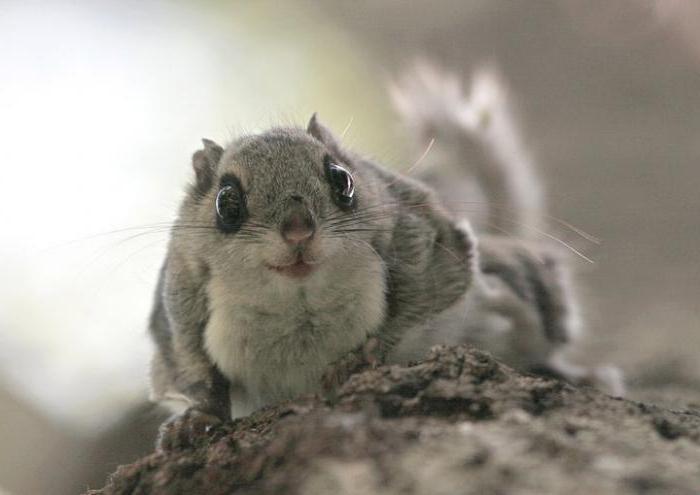 fauna and fauna of the Kostomuksha reserve