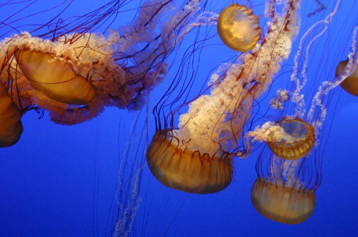 Как медузы размножаются