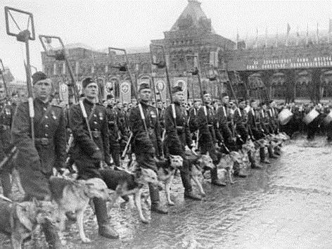 собаки минеры во время великой отечественной войны